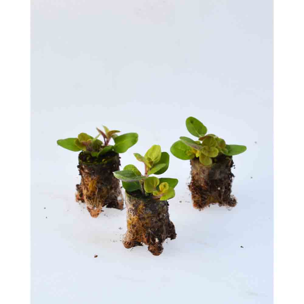 Oregano / Gold Nugget - Origanum vulgare - 3 Pflanzen im Wurzelballen