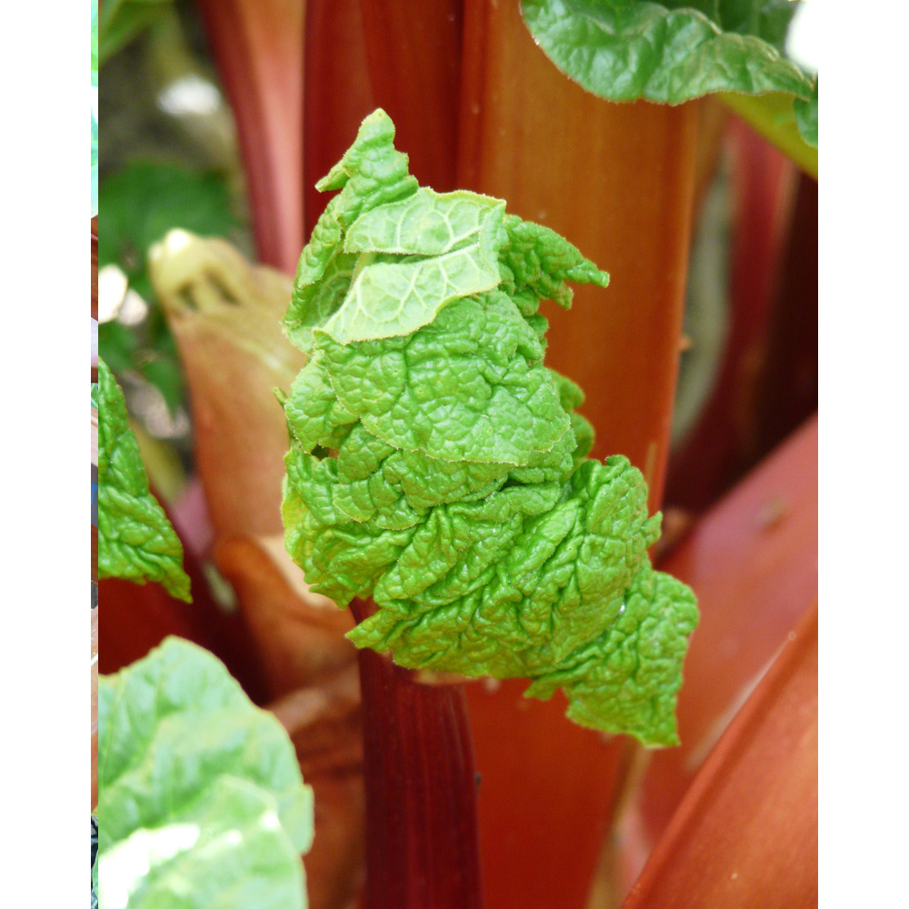 Roter Rhabarber - 1 Pflanze im Topf