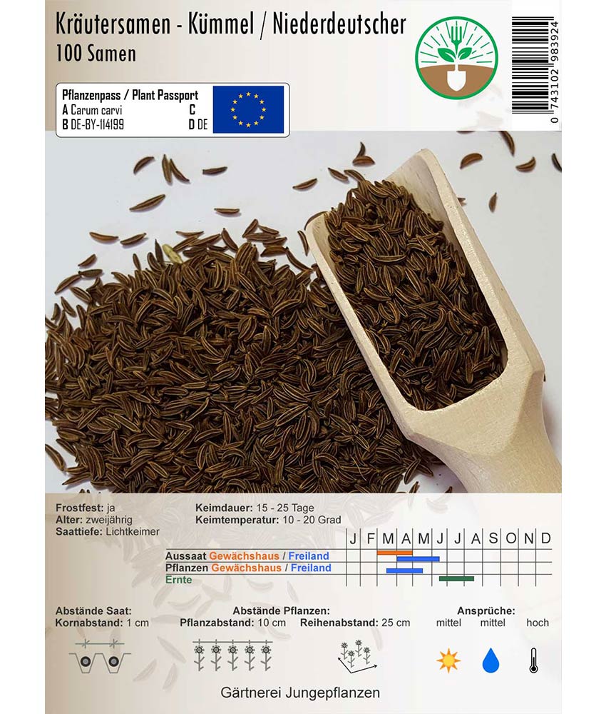 Caraway / Low German Carum carvi 100 seeds