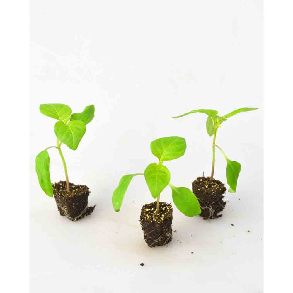 Paprika / Snack Orange - Capsicum annuum - 3 Pflanzen im Wurzelballen