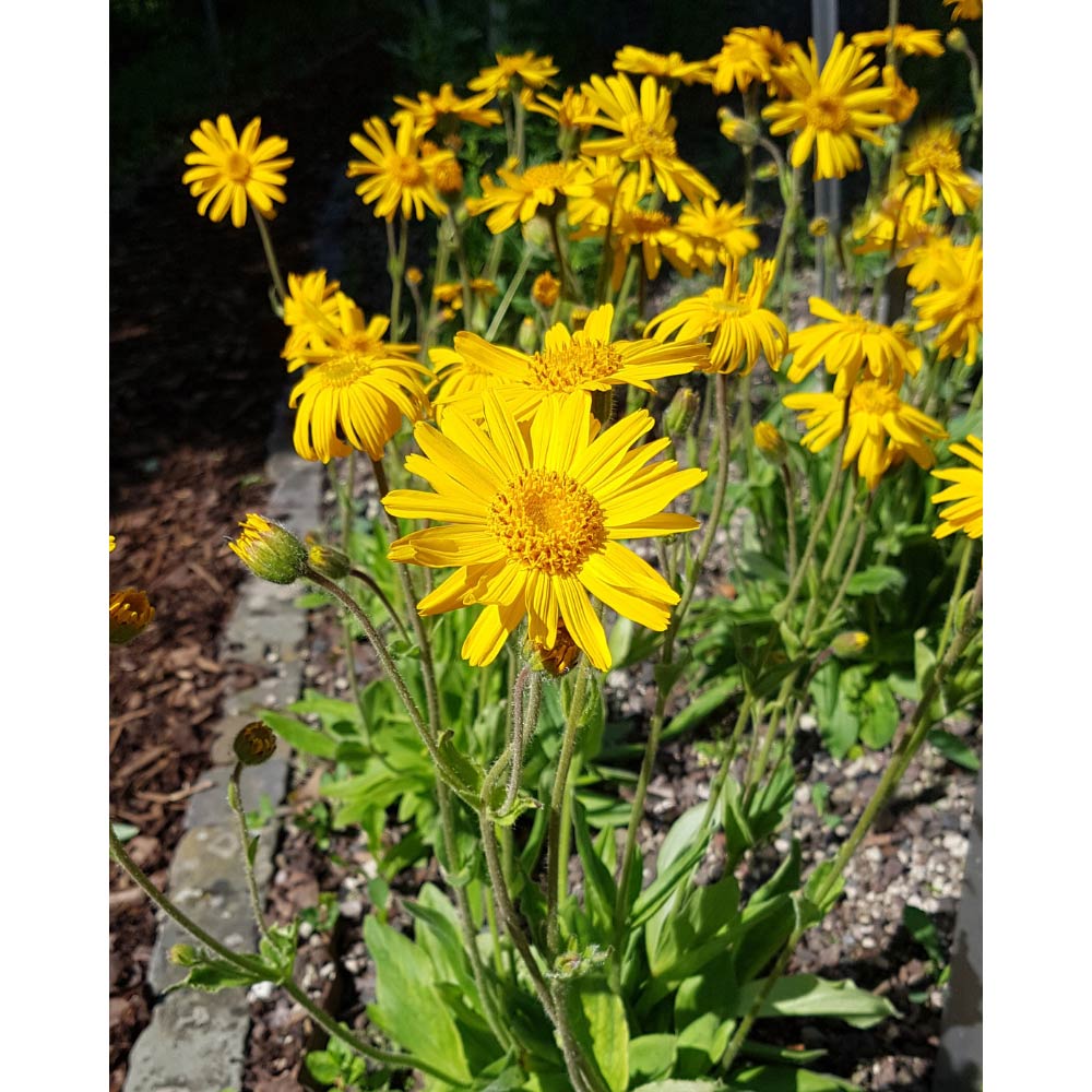 Arnika / Arnica - 30 Samen
