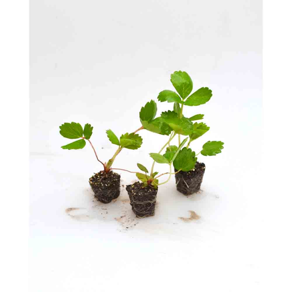 Erdbeere / Rosana® F1 - Fragaria x ananassa - 3 Pflanzen im Wurzelballen