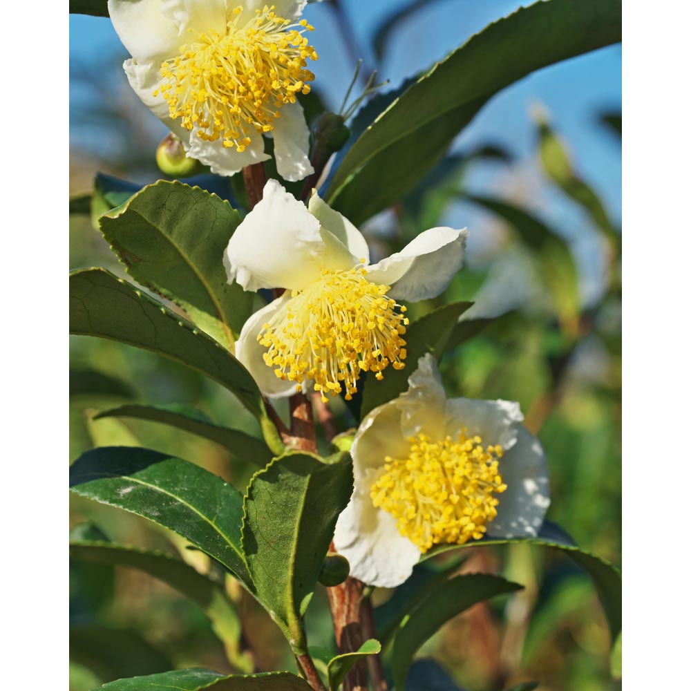 Echter Teestrauch Camellia sinensis 6 Samen