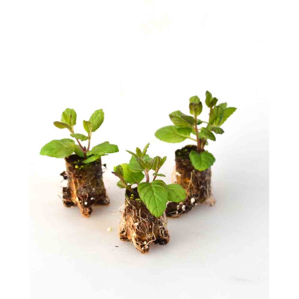 Pfefferminze / Garden Mint - Mentha x piperita - 3 Pflanzen im Wurzelballen