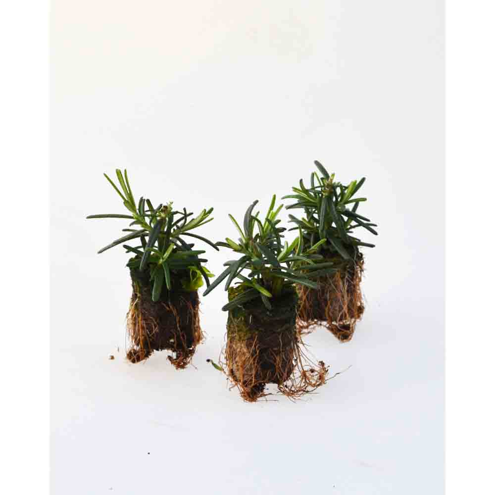 Rosmarin / Riviera Compact - Rosmarinus officinalis - 3 Pflanzen im Wurzelballen