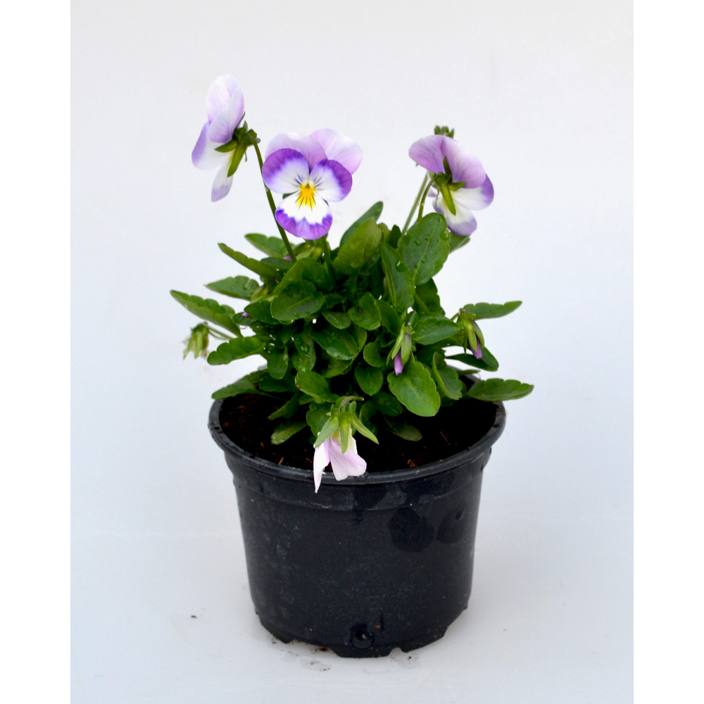 Stiefmütterchen - Weiss-Rosa / Viola - 1 Pflanze im Topf