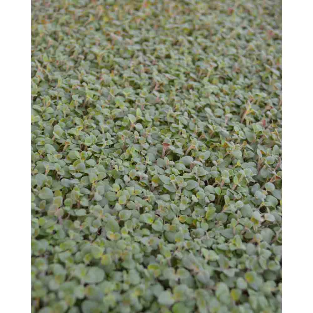 Oregano / Kreta - Origanum hirtum - 3 Pflanzen im Wurzelballen
