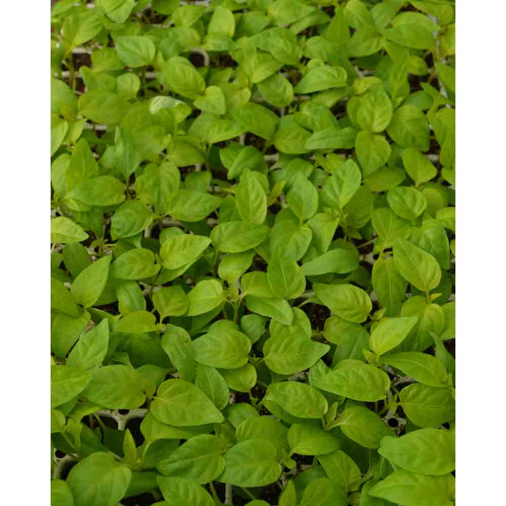 Blockpaprika / Beluga® Red F1 - 3 Pflanzen im Wurzelballen