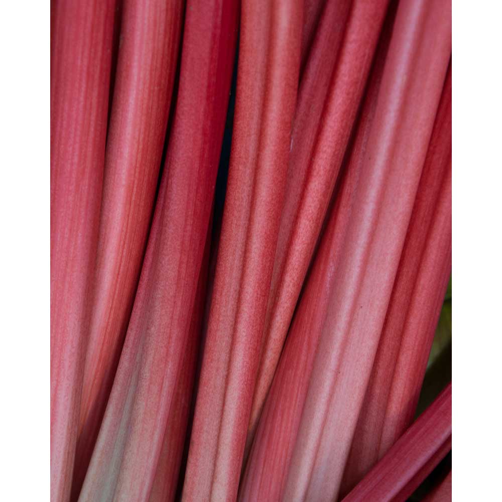 Rhabarber Sanvitos® Red / Rheum rhabarbarum - 1 Pflanze im Topf