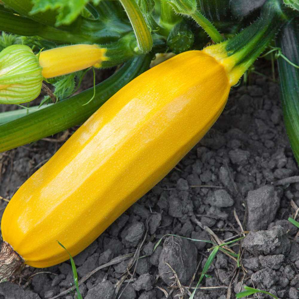 Zucchini / gelb - 1 Pflanze als XXL Wurzelballen