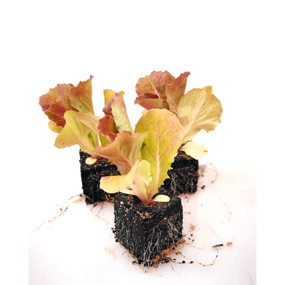 Eissalat rot - verschiedene Mengen