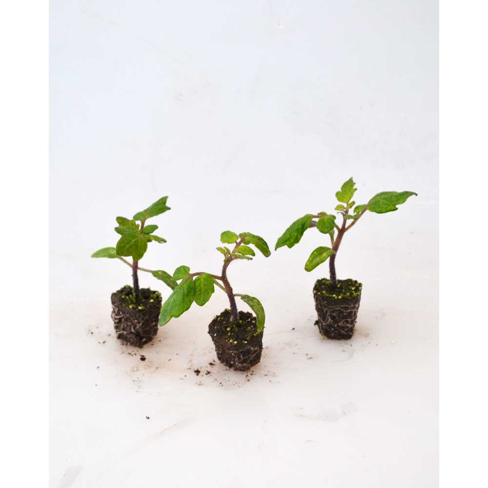 Balkontomate / Primabell® - 3 Pflanzen im Wurzelballen