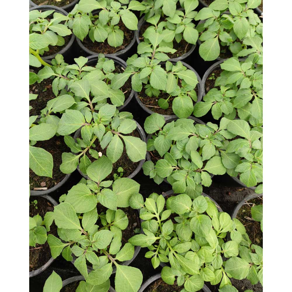 Kartoffel-Pflanze / Sarpo Shona - 1 Pflanze im Topf