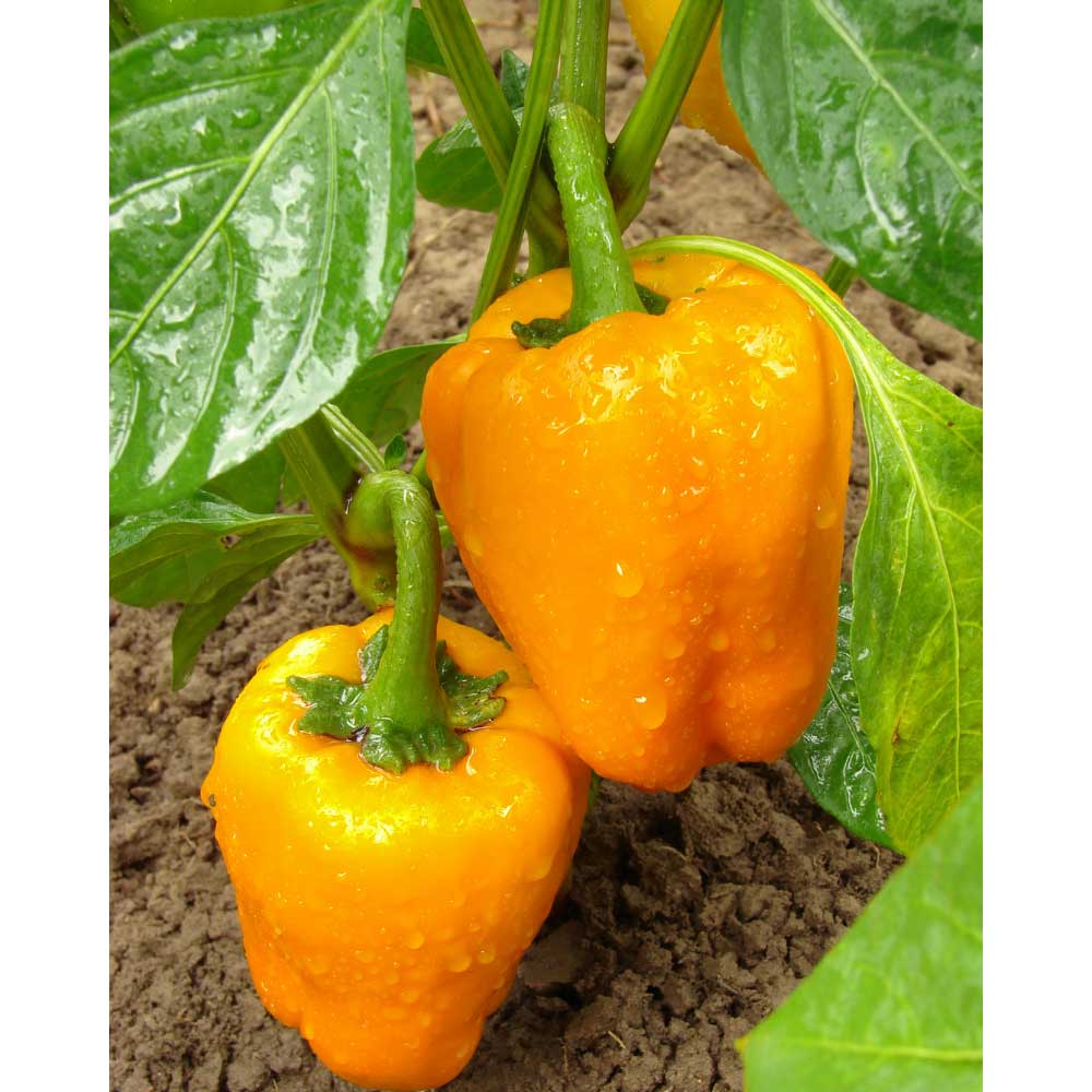 Block bell pepper / Beluga® Orange F1 Capsicum annuum 3 plants in root ball