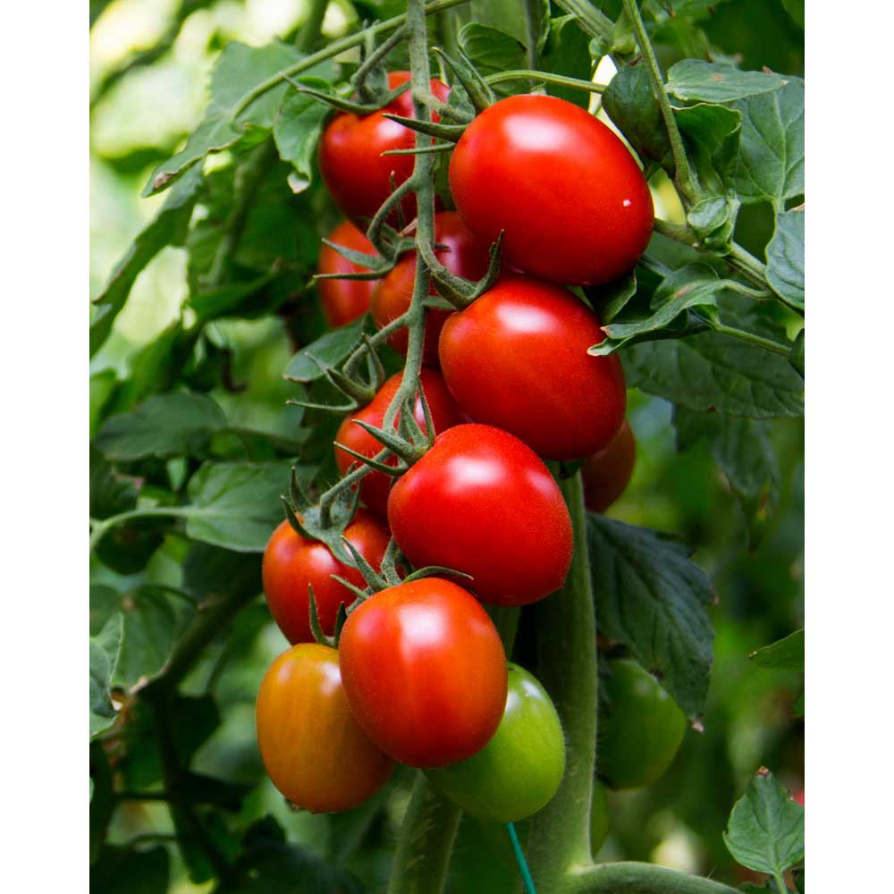 Tomate / Eiertomate - 1 XXL Wurzelballen
