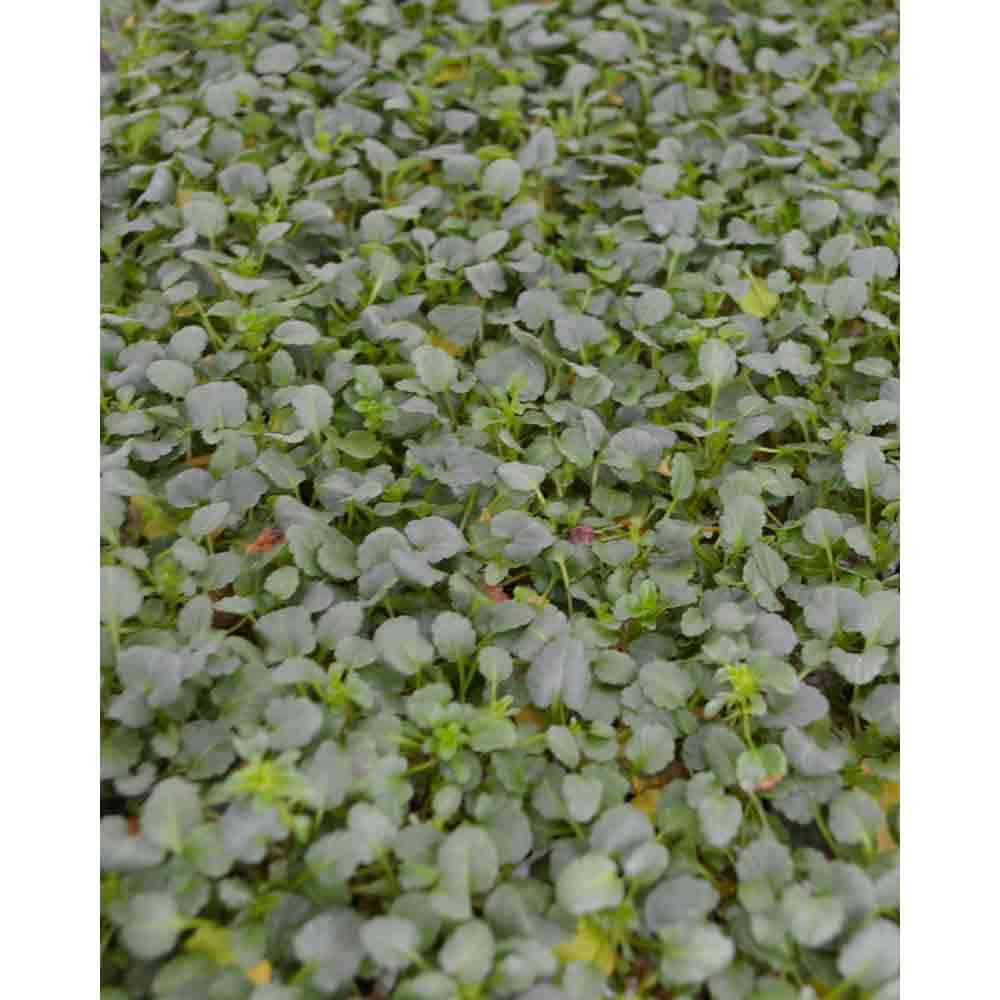 Viola 4er Mix Pastel / Twix® F1 Viola x cornuta 3 Pflanzen im