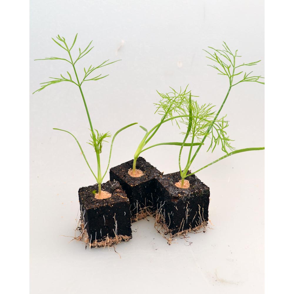 Knollenfenchel / Fino - verschiedene Mengen