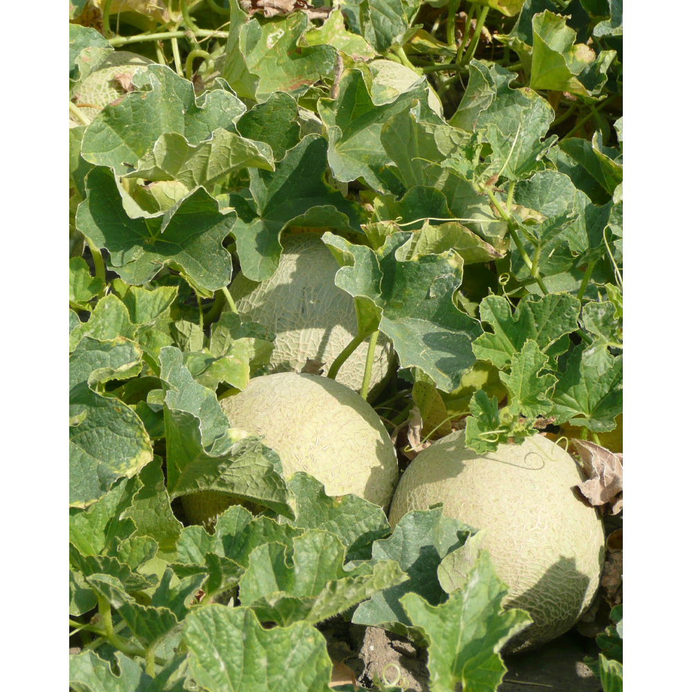 Sugar melon Cucumis melo 1 XXL root ball