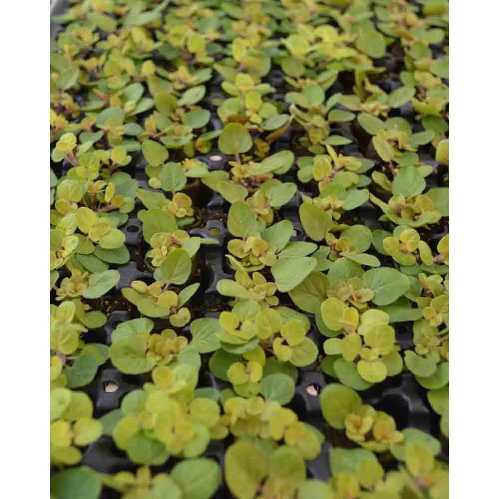 Oregano / Gold Nugget Origanum vulgare 3 plants in root ball