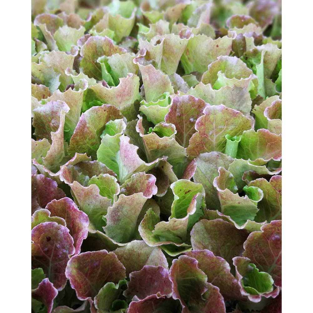 Eissalat rot Lactuca sativa var. capitata verschiedene Mengen