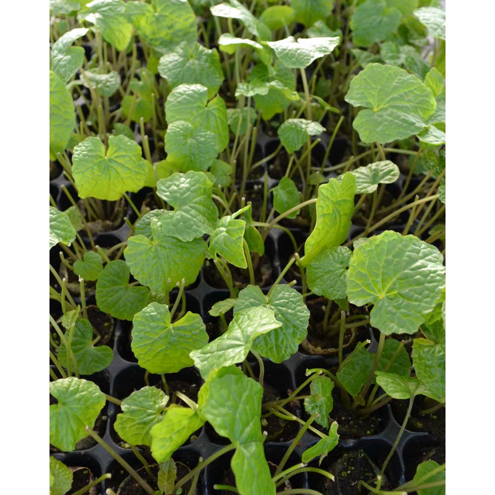 Wasabi / Mephisto® Green Wasabia japonica 3 plants in root ball