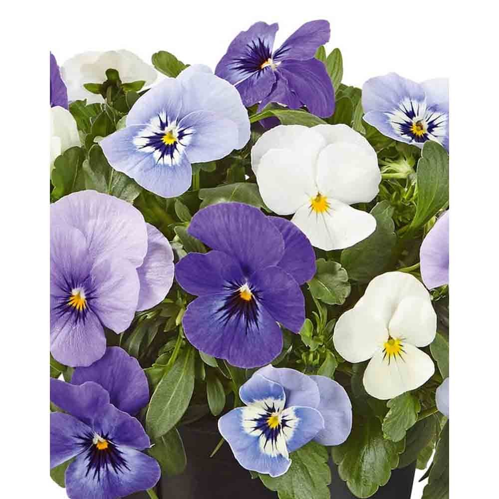 Viola 4er Mix Ocean / Twix® F1 Viola x cornuta 3 Pflanzen im