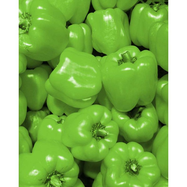 Block bell pepper / Beluga® Light Green F1 Capsicum annuum 3 plants in root ball
