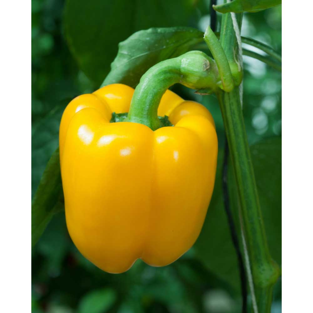 Block bell pepper / Beluga® Yellow F1 Capsicum annuum 3 plants in root ball