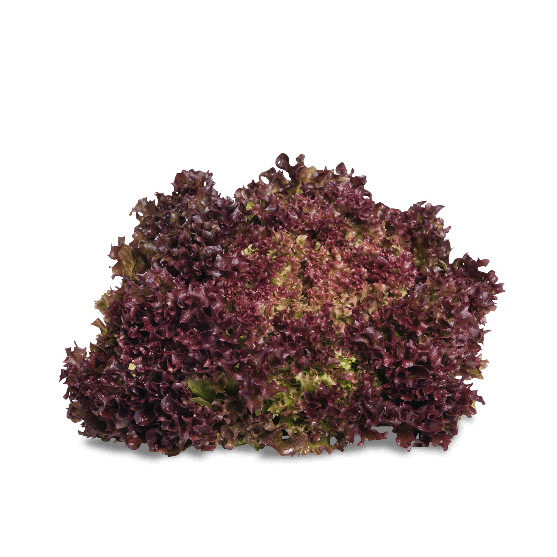Salat 'Lollo Rosso'