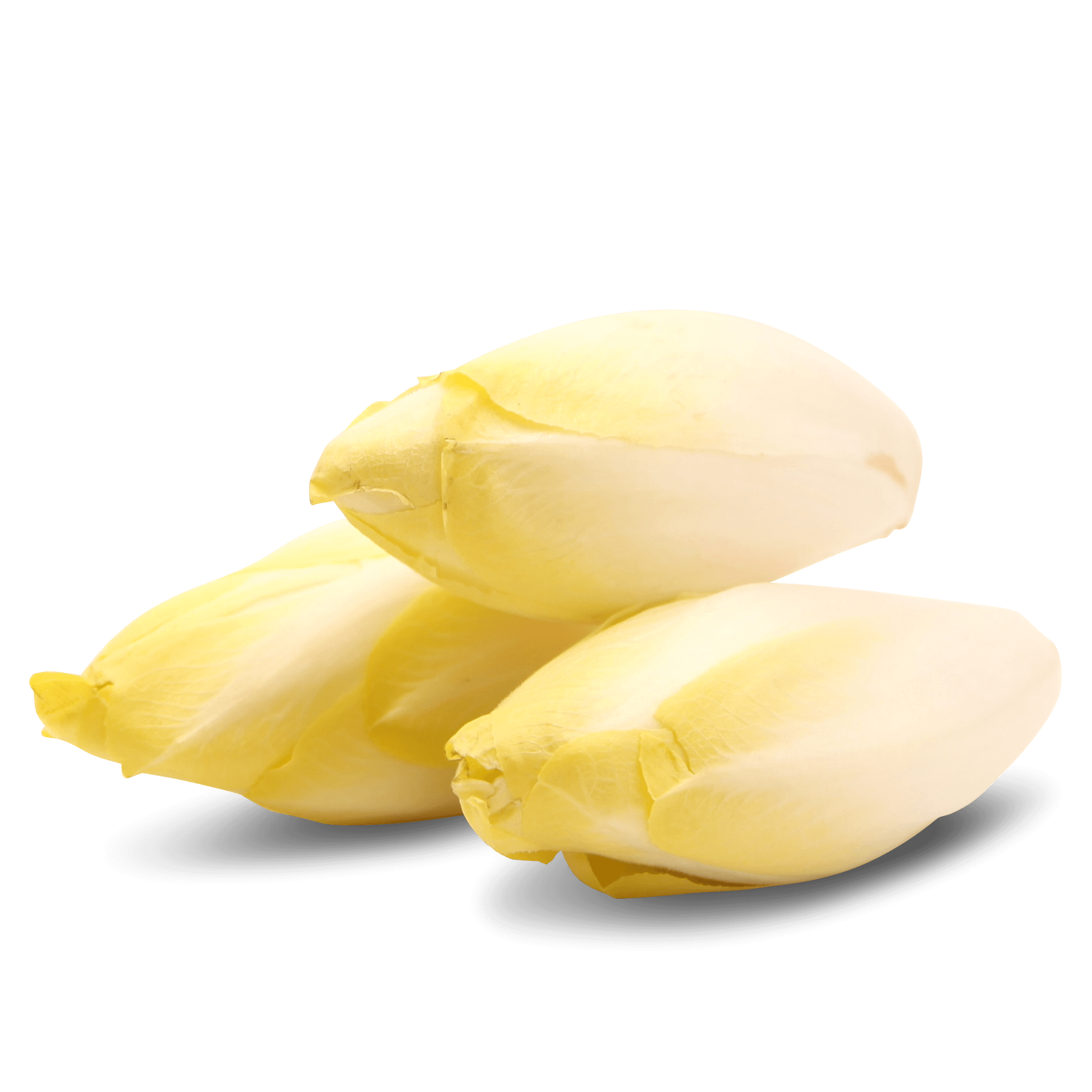 Chicoree 'gelb'