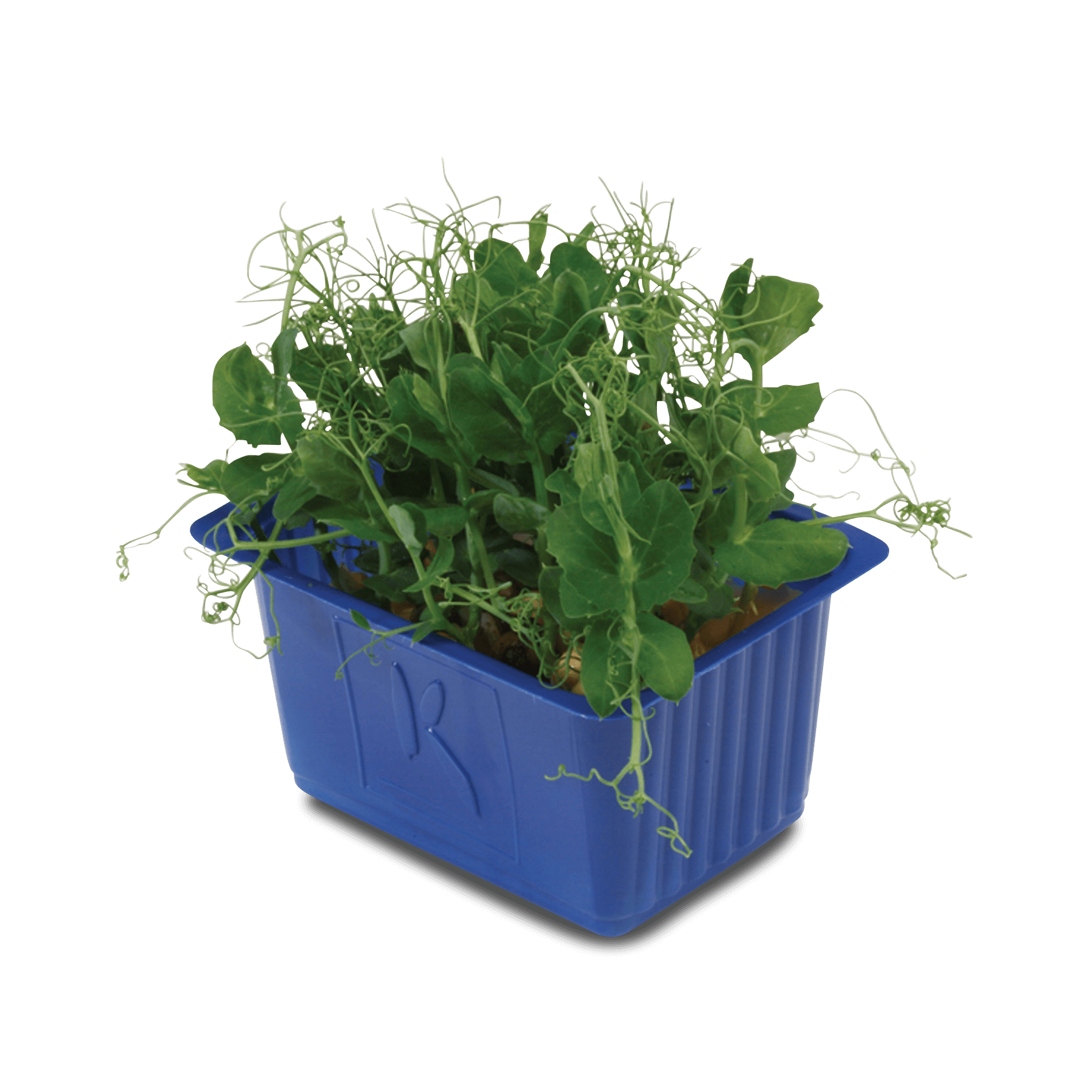 Kresse 'Affilla'