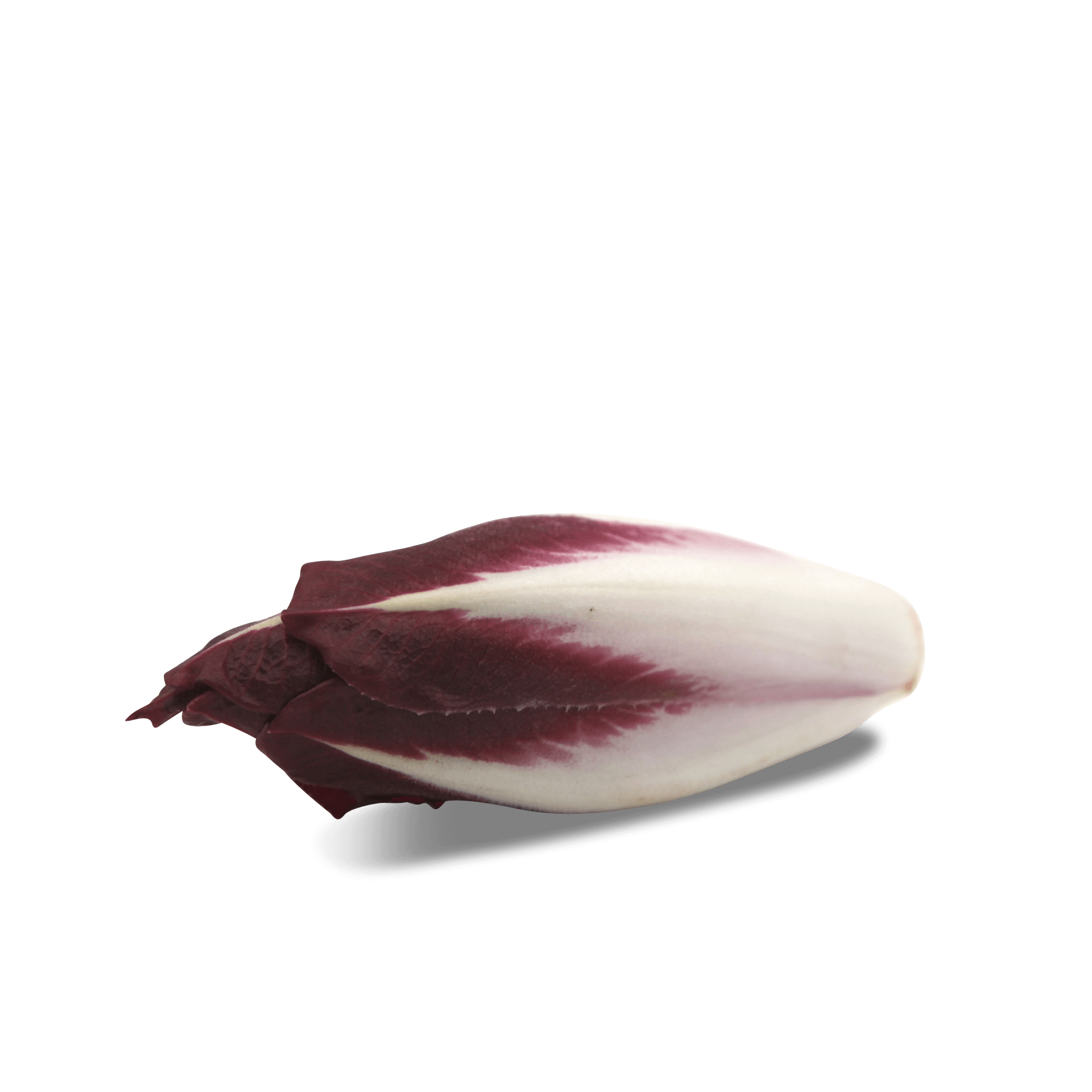 Chicoree 'rot'