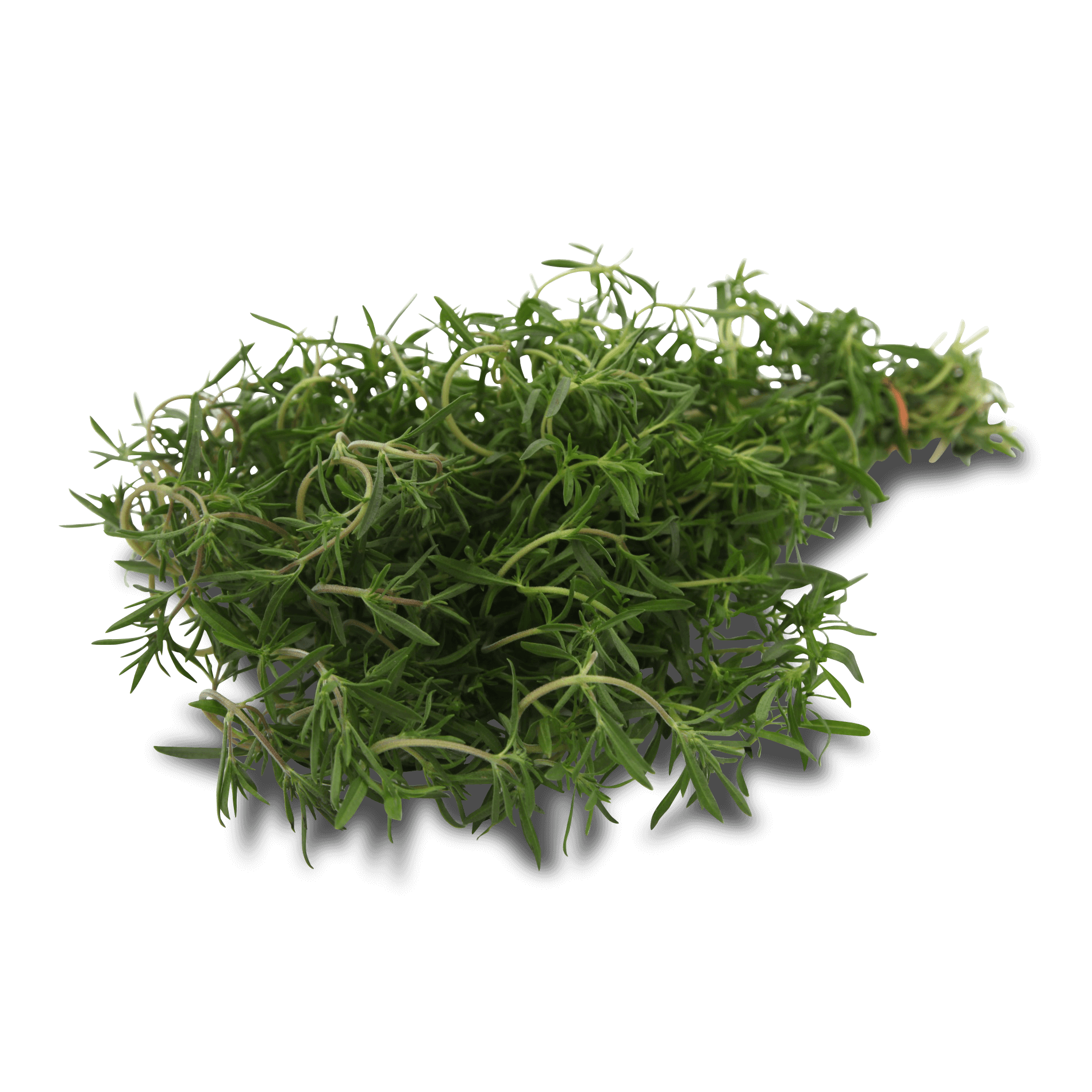 Bohnenkraut