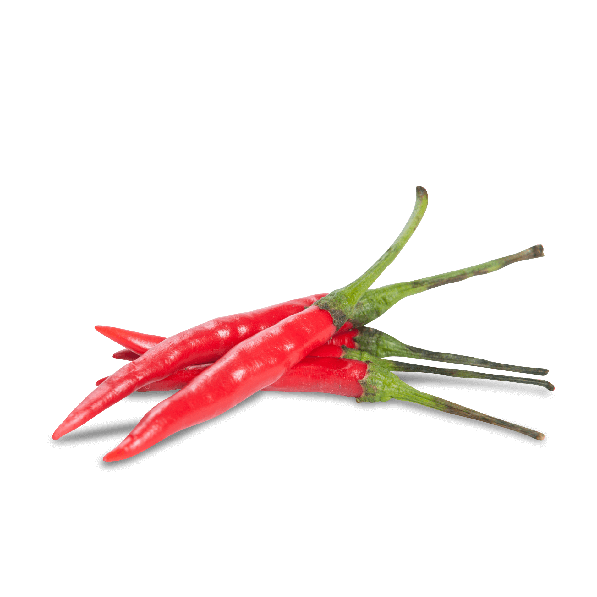 Chili 'rot'