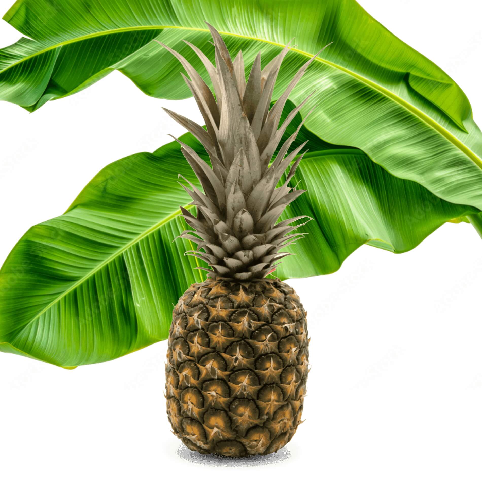 Ananas 'Sweet'