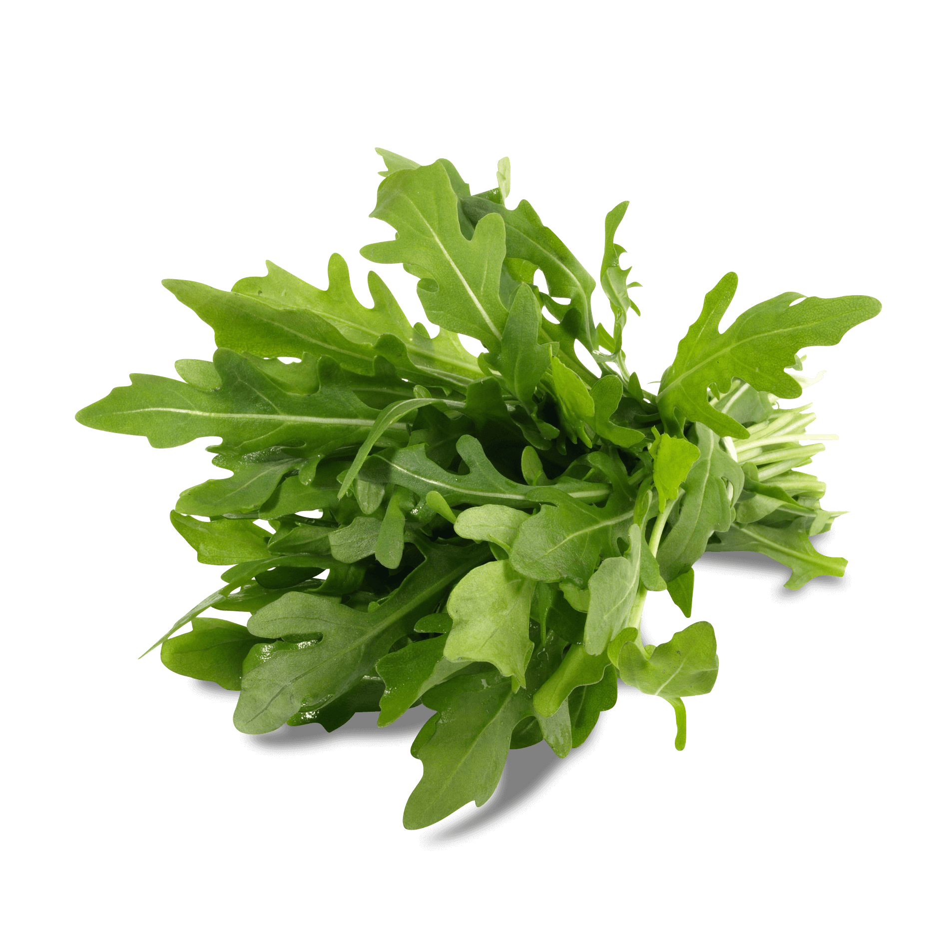 Rucola 'im Bund'