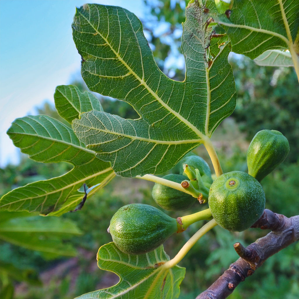 Fresh green figs on branch with fig leaves