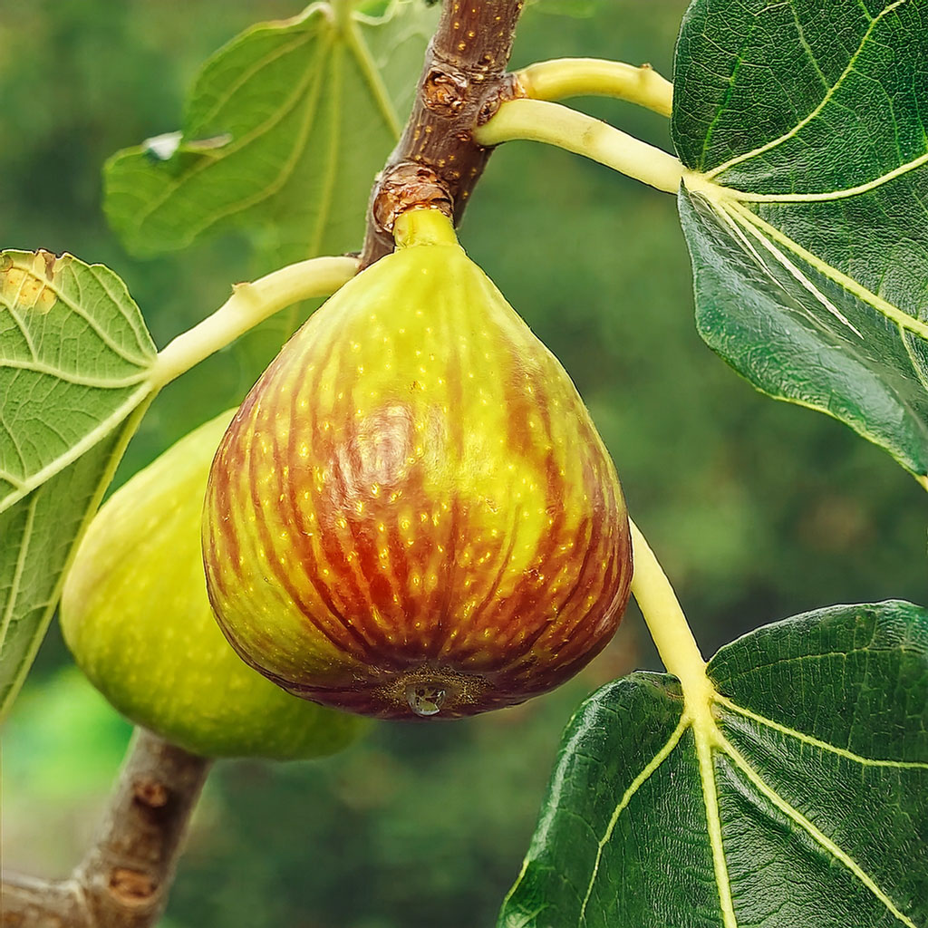 Feigen bio "spanische Goldfeige" Premium Feigen bio "spanische Goldfeige" Premium