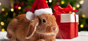 Süßes braunes Kaninchen mit Weihnachtsmütze Braunes Kaninchen mit Weihnachtsmütze neben Geschenk