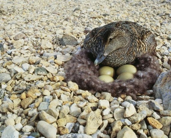 Eiderdaunen – Königin der Daunen