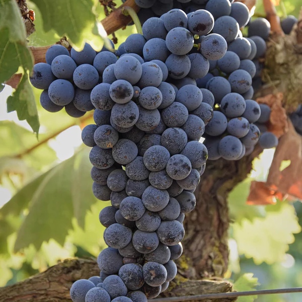 Nero d Avola Traube am Rebstock Nero d Avola Traube am Rebstock
