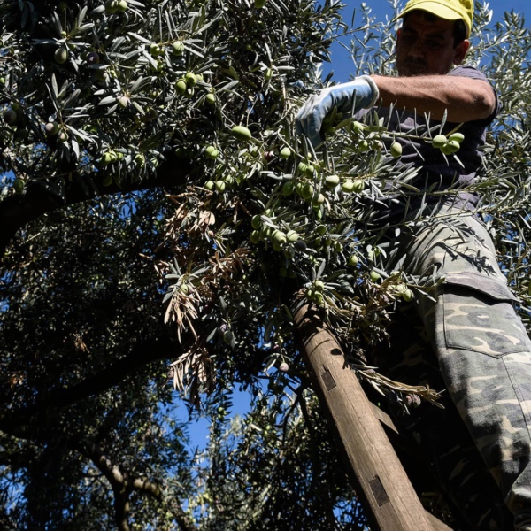 Arbeiter auf einer Leiter bei der Olivenernte Arbeiter auf einer Leiter bei der Olivenernte