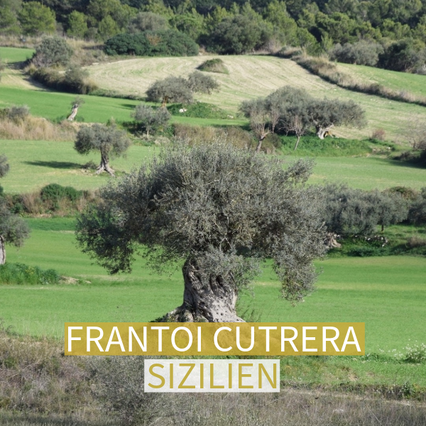 Frantoi Cutrera aus Sizilien Italien Bild eines alten Olivenbaums für Werbung des Olivenölproduzenten Frantoi Cutrera aus Sizilien Italien