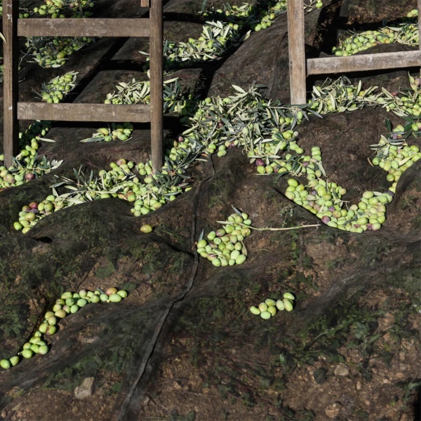 geerntete Oliven in einem Netz am Boden geerntete Oliven in einem Netz am Boden