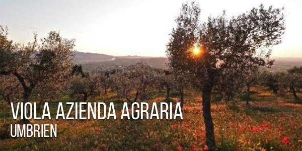 Olivenhaine der Azienda Agraria Viola aus Umbrien in Italien Olivenhaine der Azienda Agraria Viola aus Umbrien in Italien