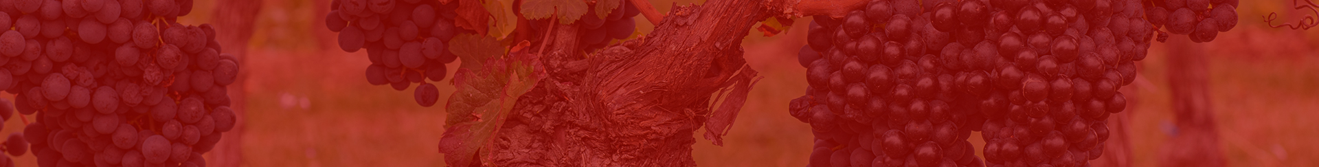 Von Südtirol bis Sizilien - Unsere Rotwein