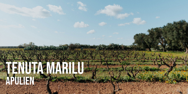 Blick auf einen Weinberg der Tenuta MArilu mit Weinstöcken in Alberello Form in Apulien Italien