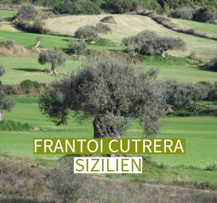 Olivenbaum von Fantio Cutrera aus Sizilien Bild eines alten Olivenbaums von Fantio Cutrera aus Sizilien