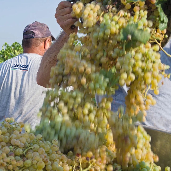 Grillo Trauben bei der Ernte von Cutrera Grillo Trauben bei der Ernte von Cutrera