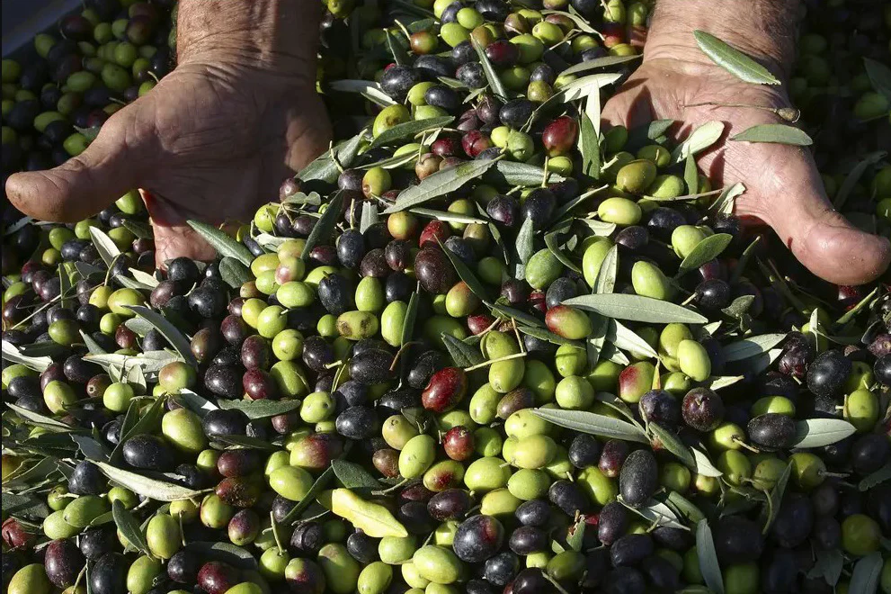 Hände die durch frisch geerntete Oliven greifen